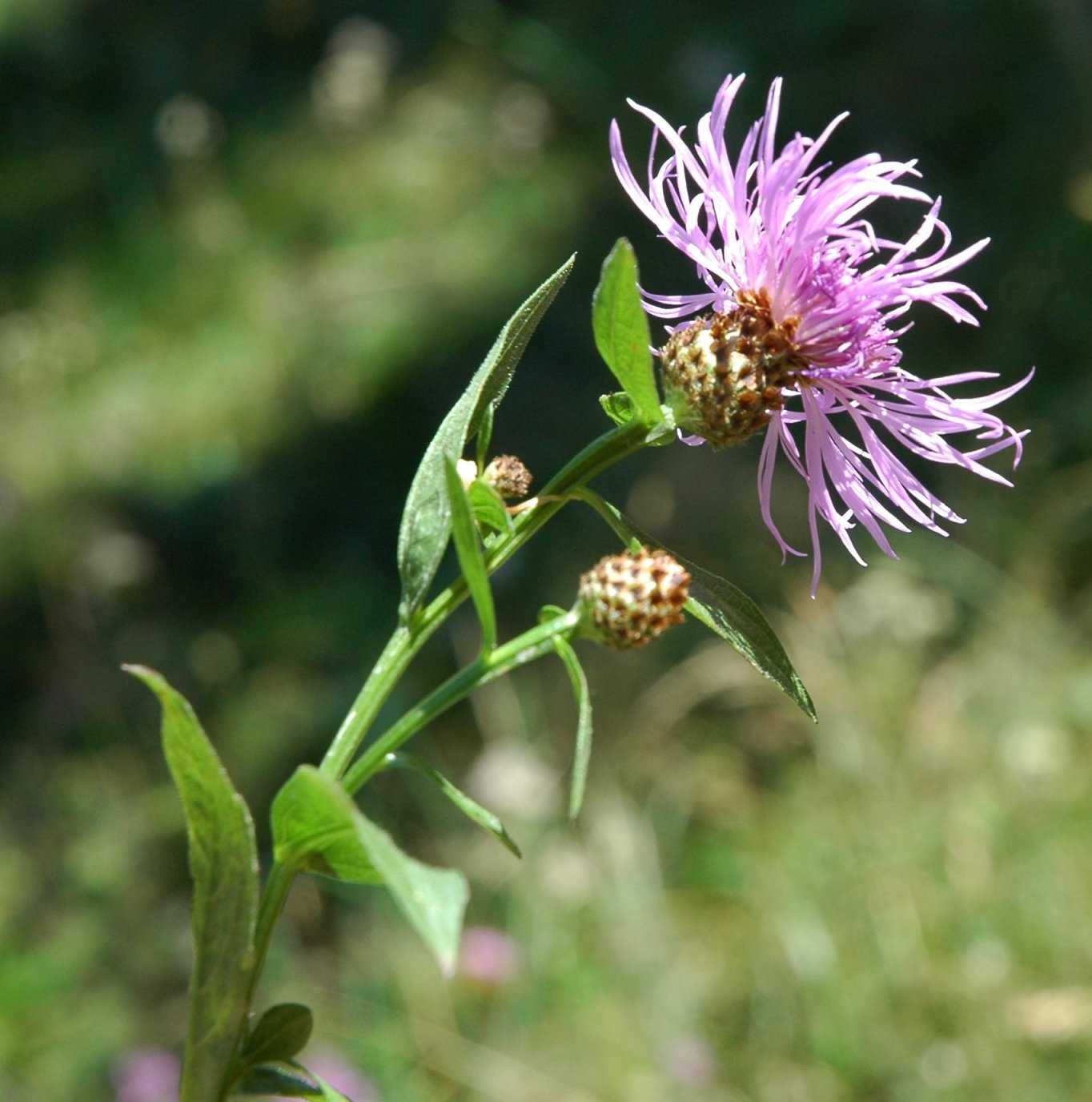 Centaurea jacea o nigra?